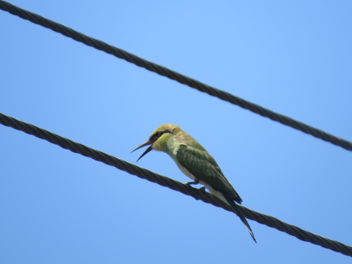 Asian Green Bee-eater - ML618953227
