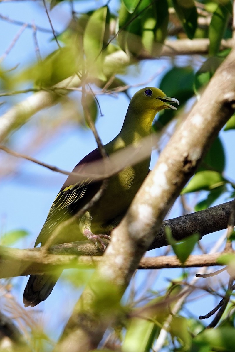 Sri Lanka Green-Pigeon - Brecht Caers