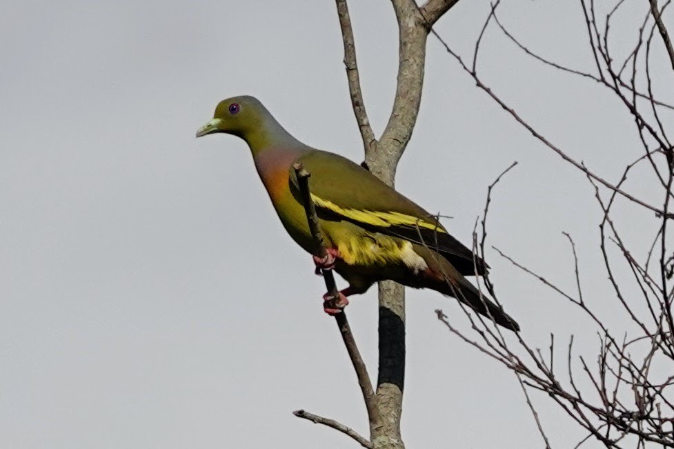 Orange-breasted Green-Pigeon - Brecht Caers