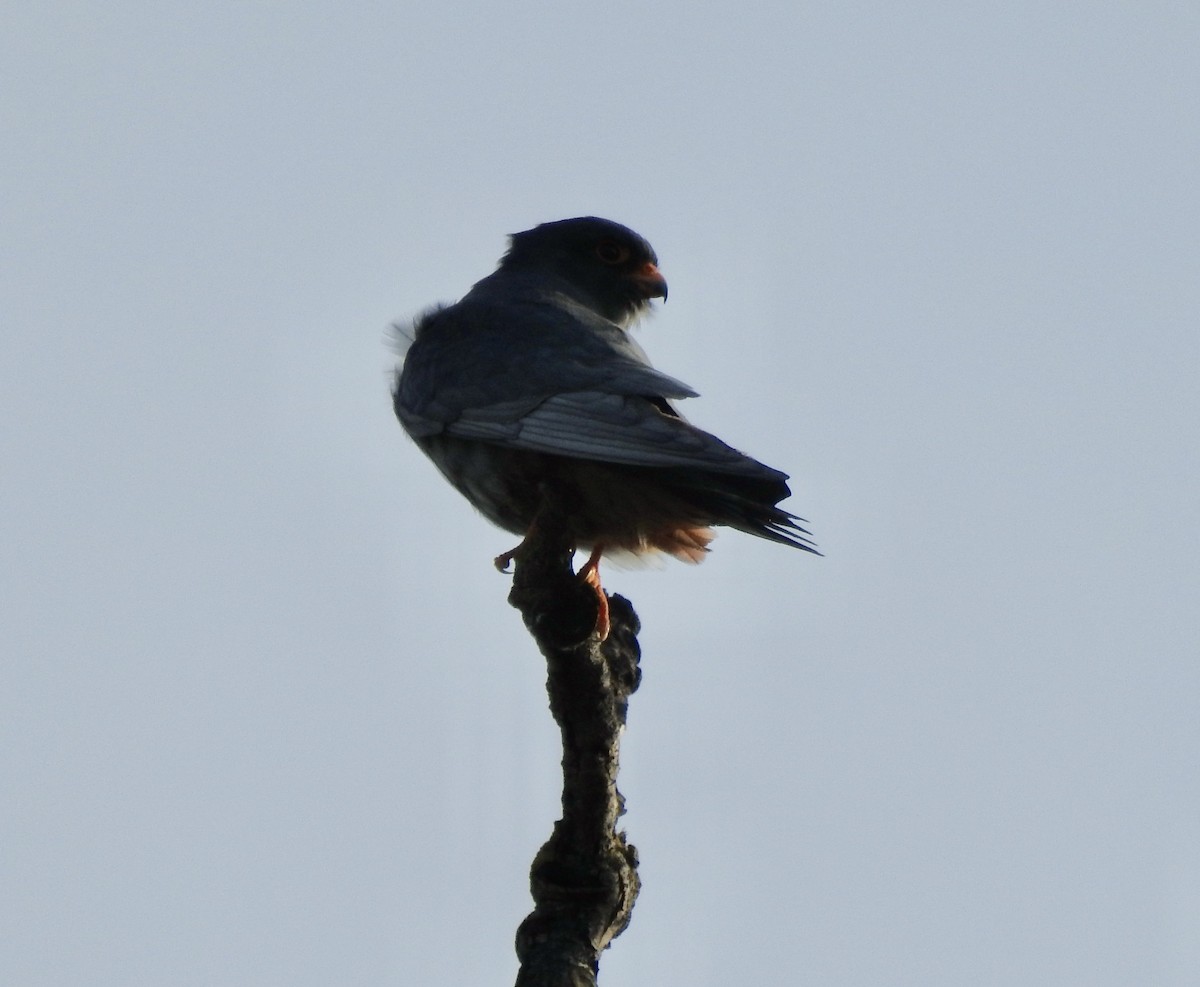 Red-footed Falcon - Jonathan  Dean