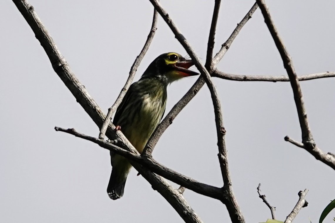 Coppersmith Barbet - Brecht Caers