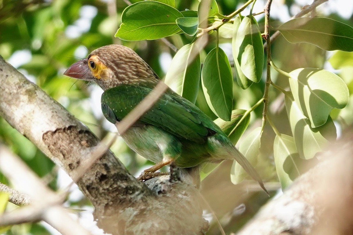 Brown-headed Barbet - Brecht Caers