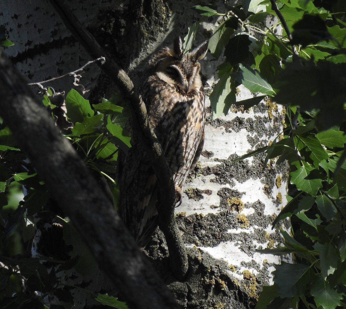 Long-eared Owl - ML618953276