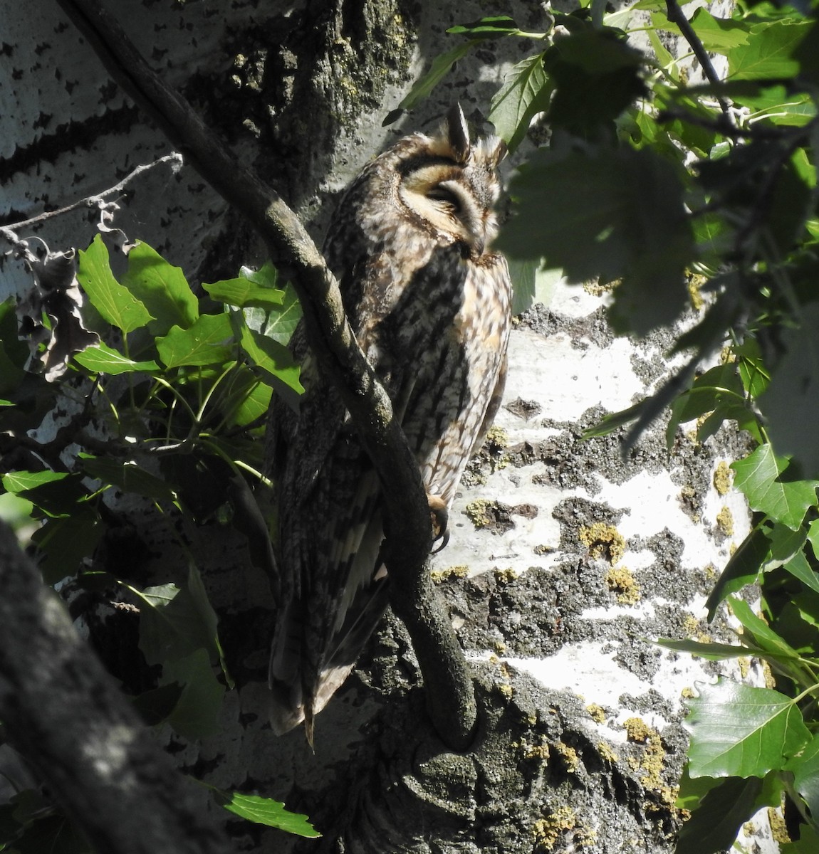 Long-eared Owl - ML618953277