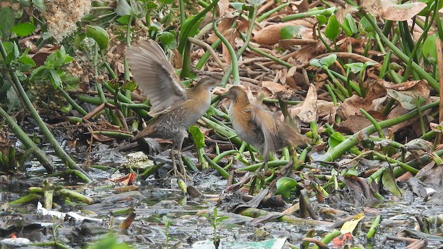 Baillon's Crake - ML618953285