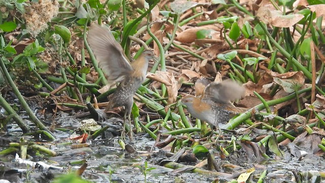Baillon's Crake - ML618953286