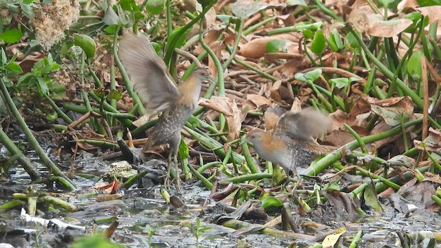 Baillon's Crake - ML618953286