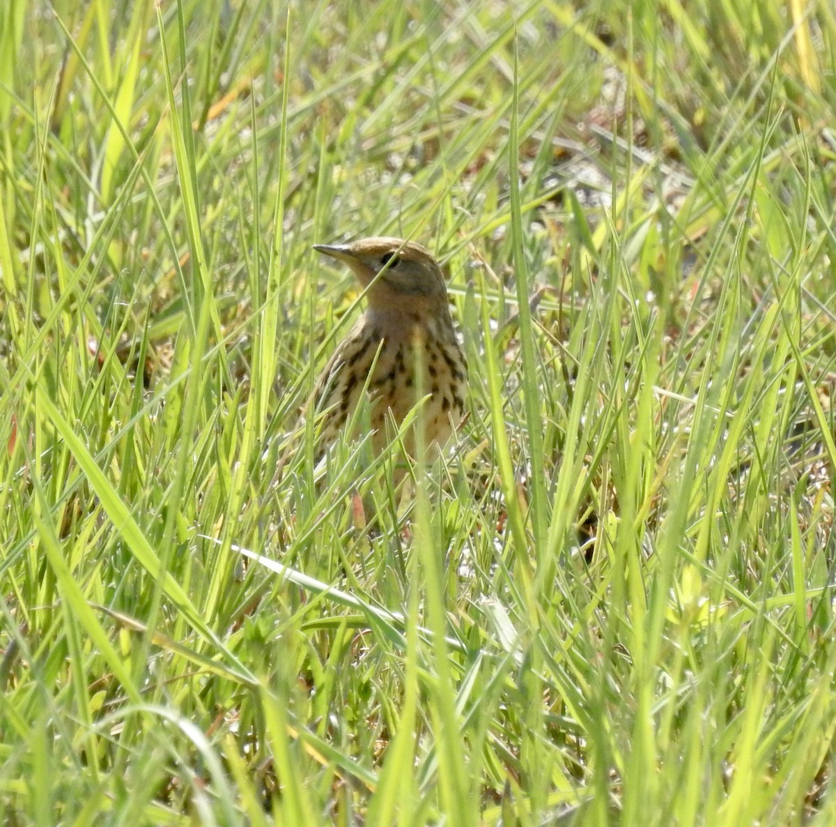 Red-throated Pipit - ML618953288