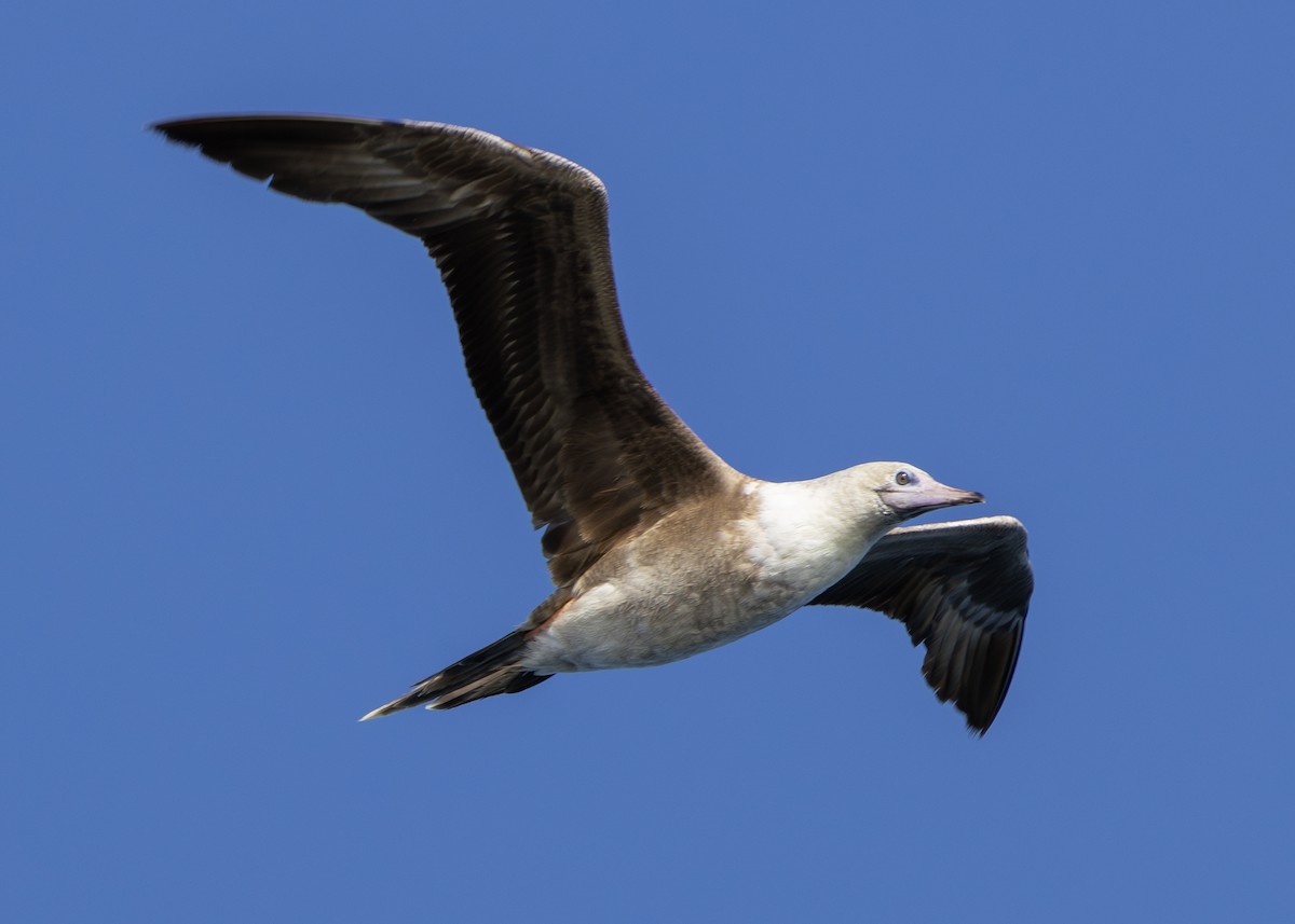 Red-footed Booby (Atlantic) - Nathaniel Dargue