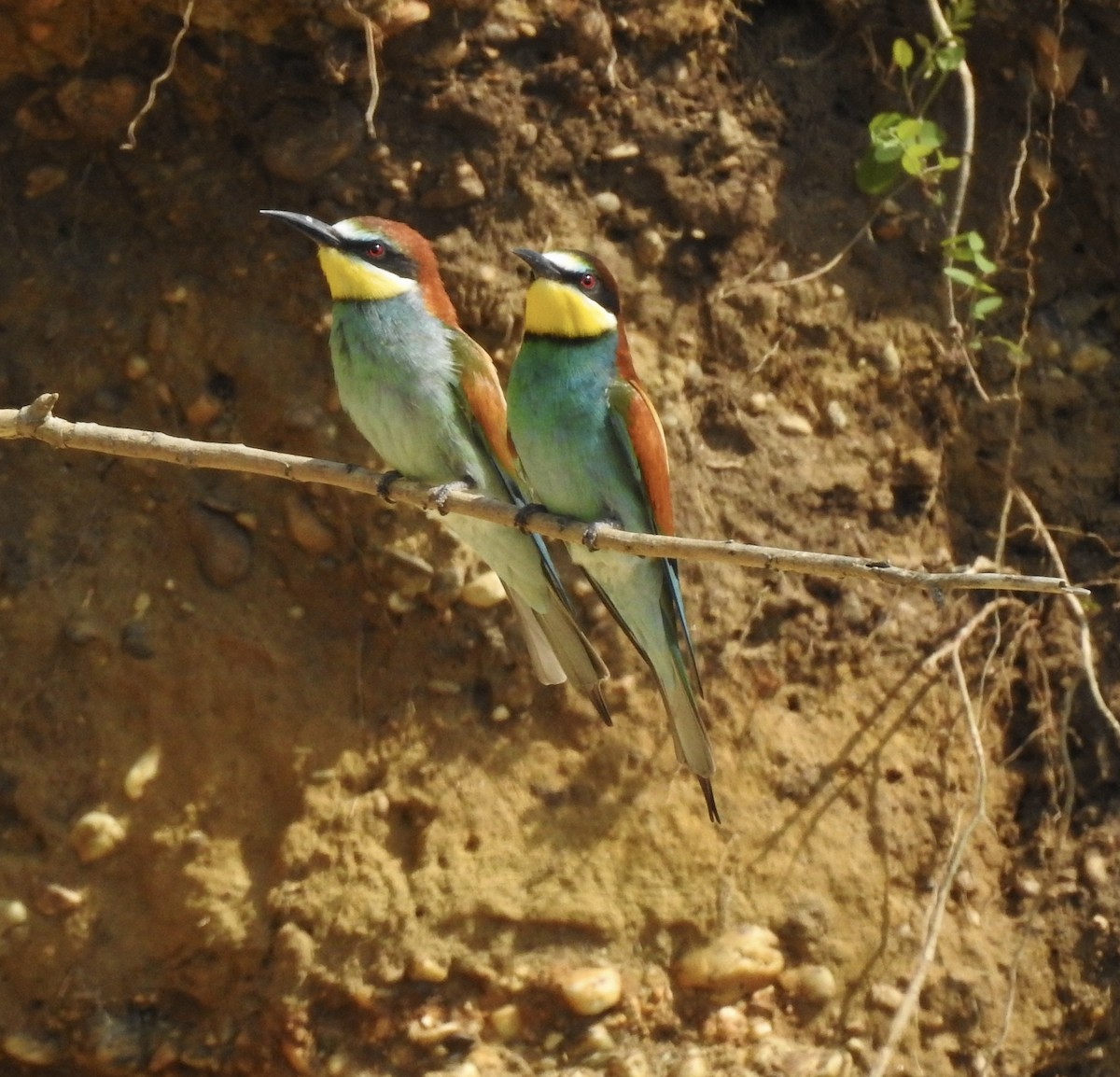 European Bee-eater - Jonathan  Dean