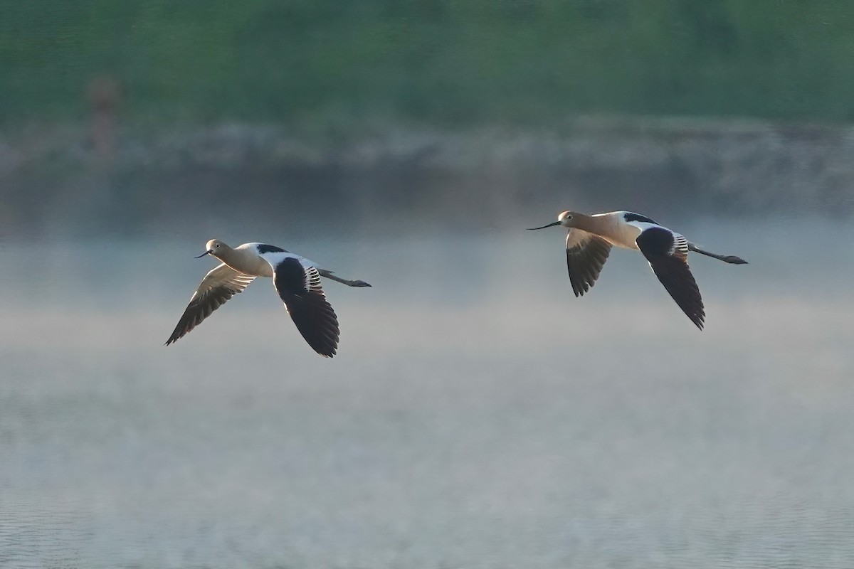 Avocette d'Amérique - ML618953339