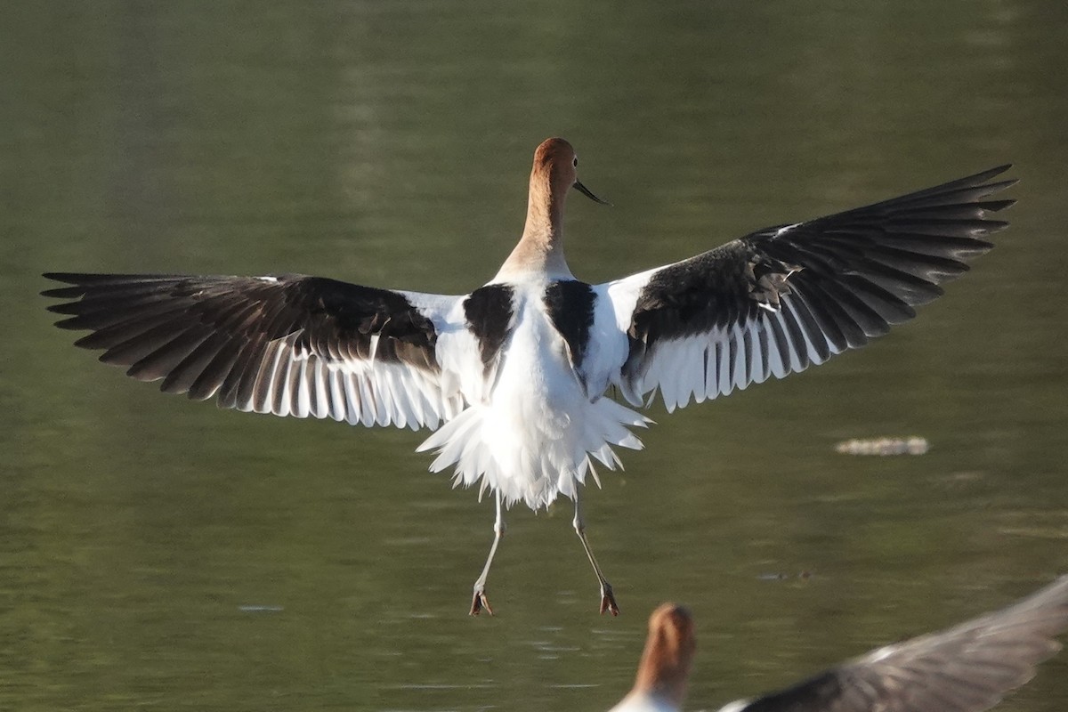 Avoceta Americana - ML618953341