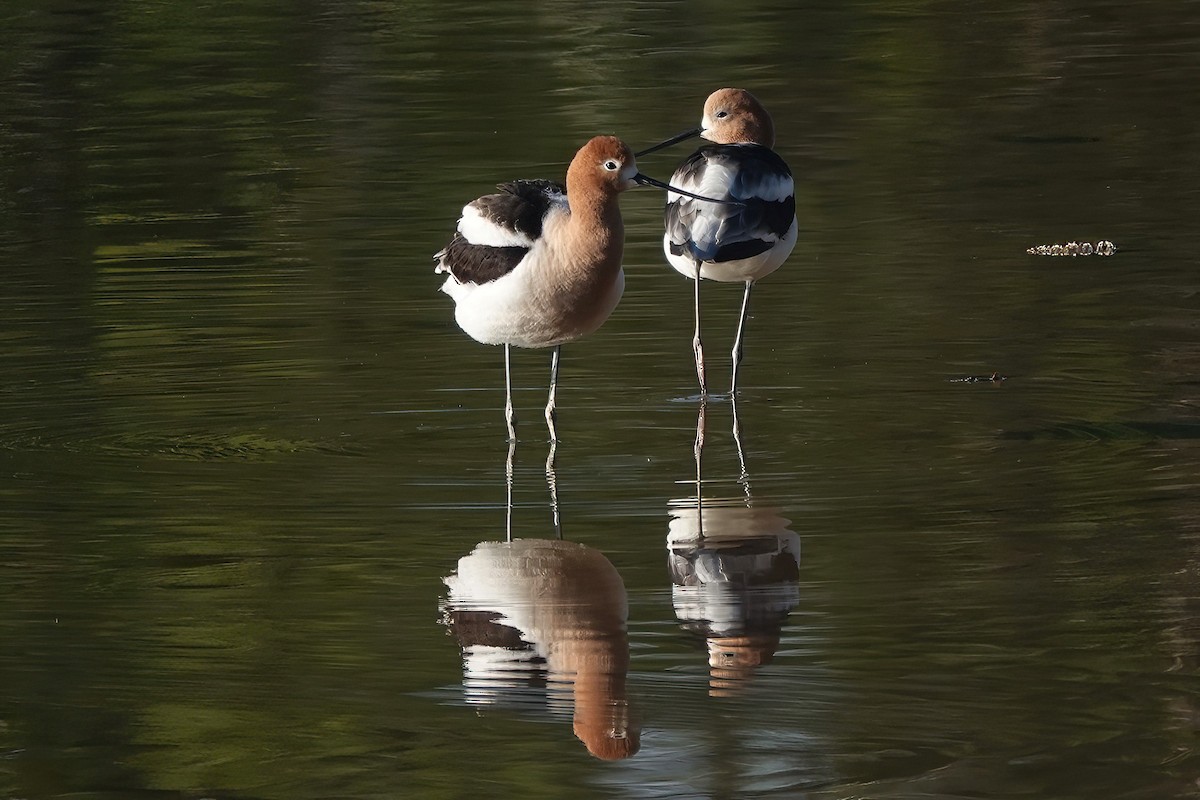 Avocette d'Amérique - ML618953343