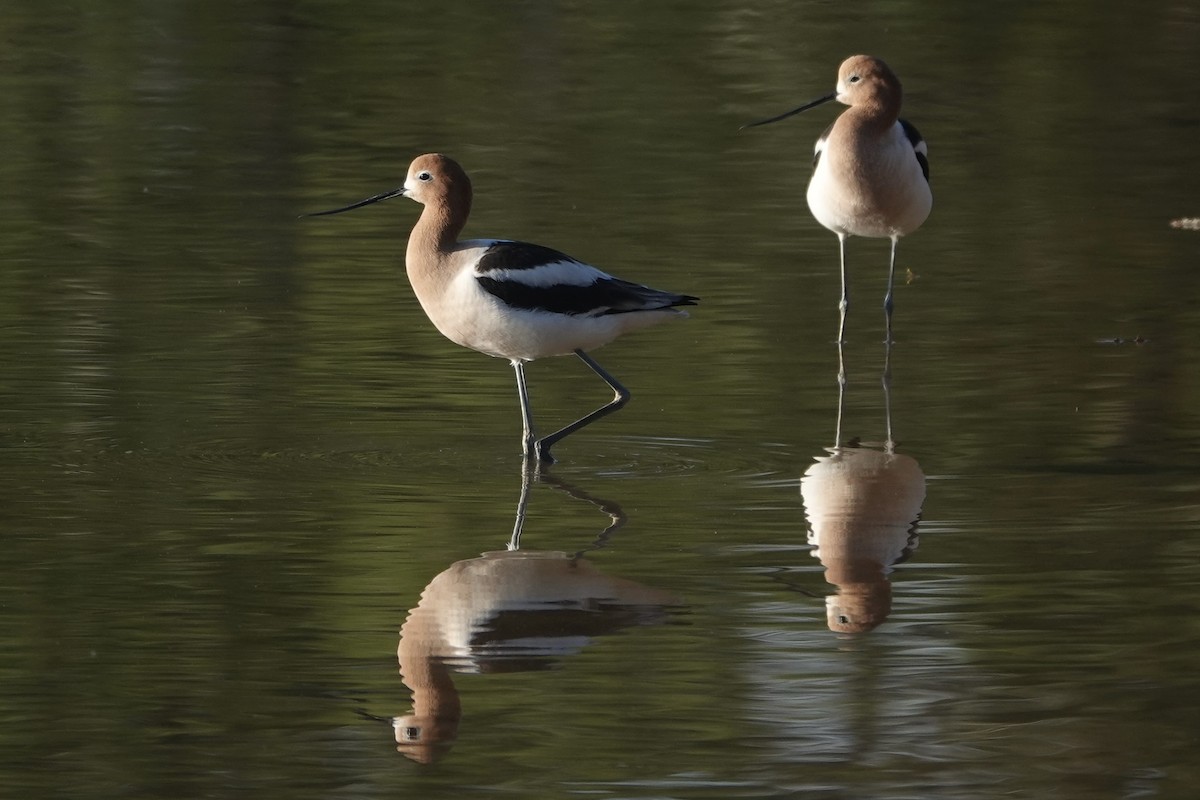 Avocette d'Amérique - ML618953344