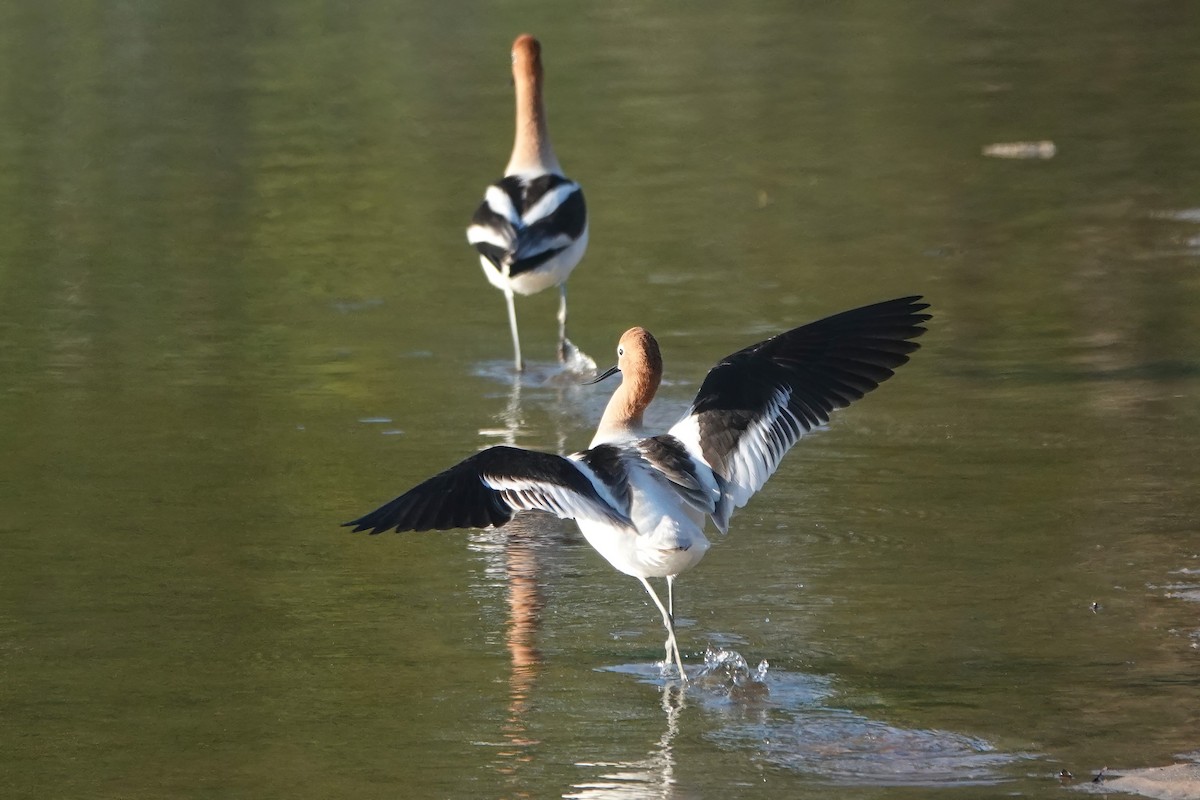 American Avocet - Richard Hall