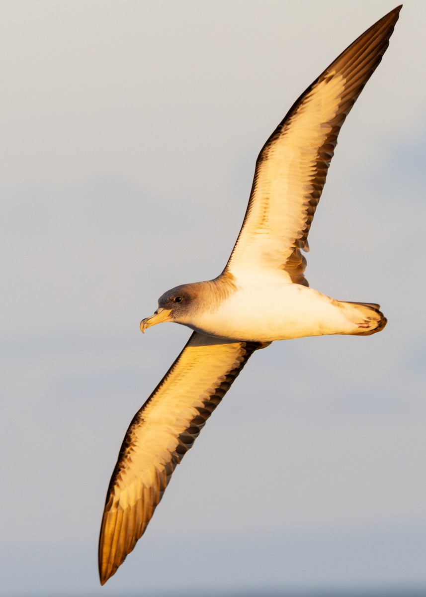 Cory's Shearwater (borealis) - Nathaniel Dargue