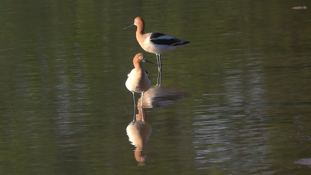 Avoceta Americana - ML618953351