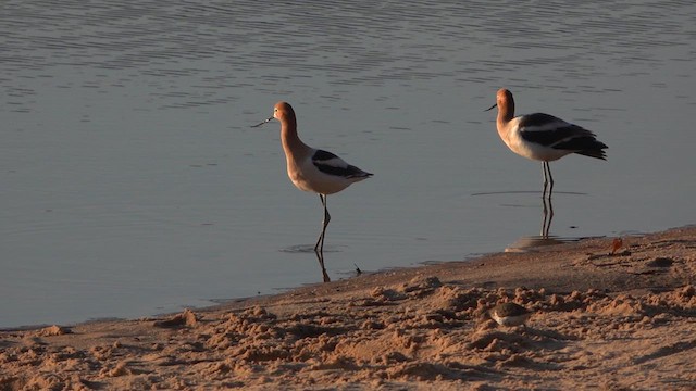 Avocette d'Amérique - ML618953352