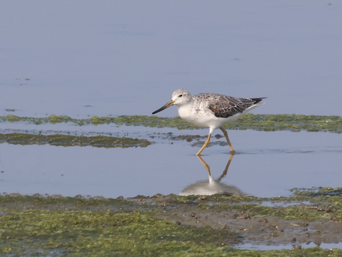 Nordmann's Greenshank - Toby Austin