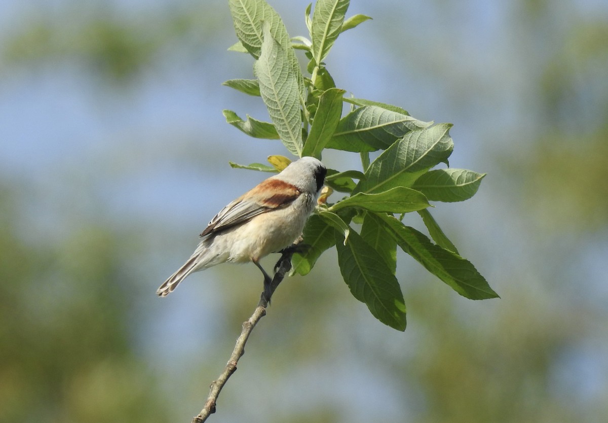 Eurasian Penduline-Tit - Jonathan  Dean