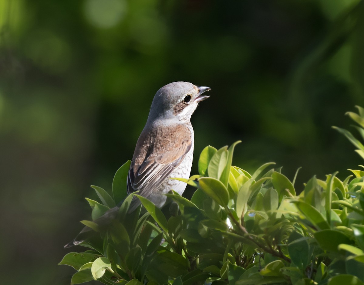 Red-backed Shrike - chandana roy