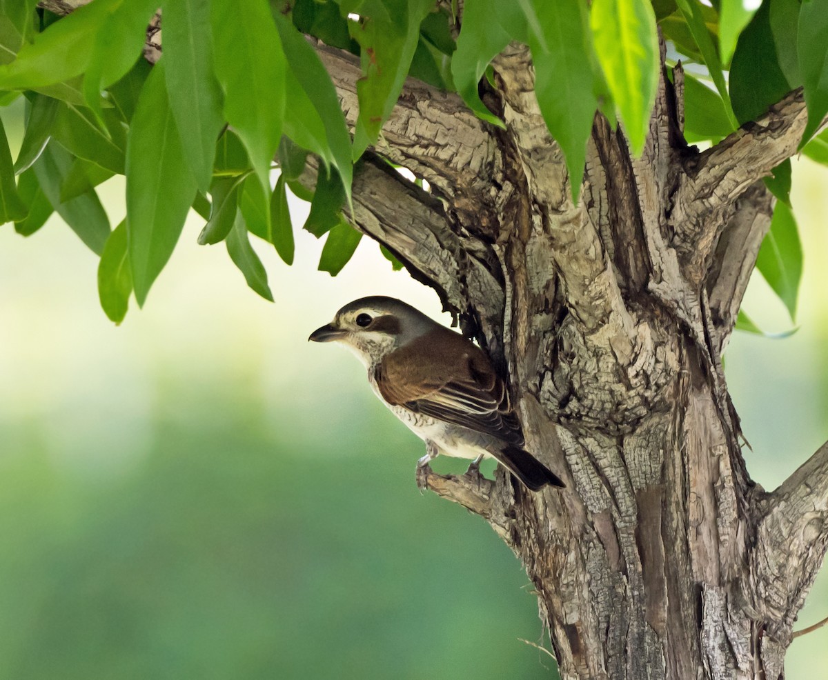 Red-backed Shrike - chandana roy