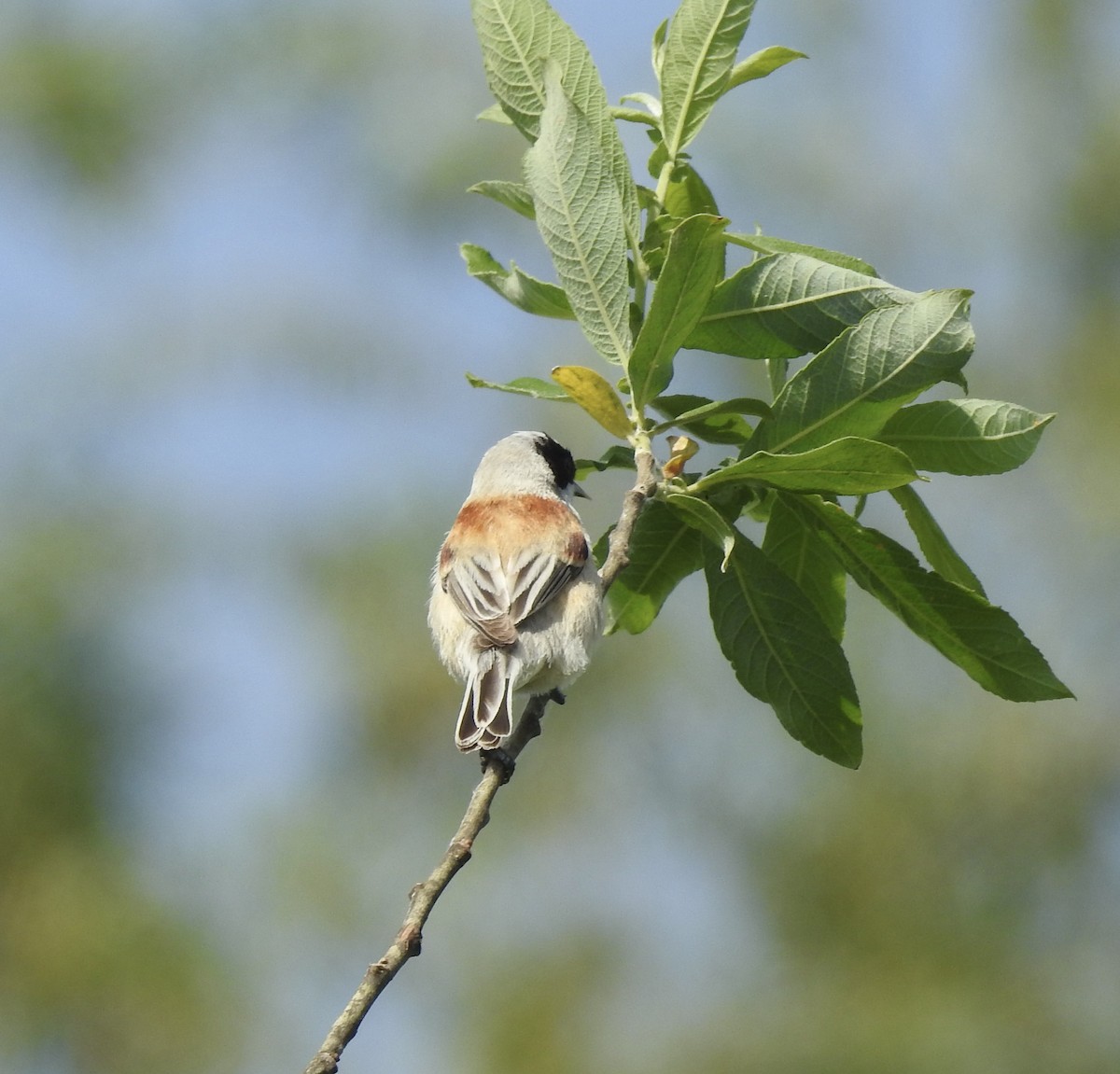 Eurasian Penduline-Tit - Jonathan  Dean