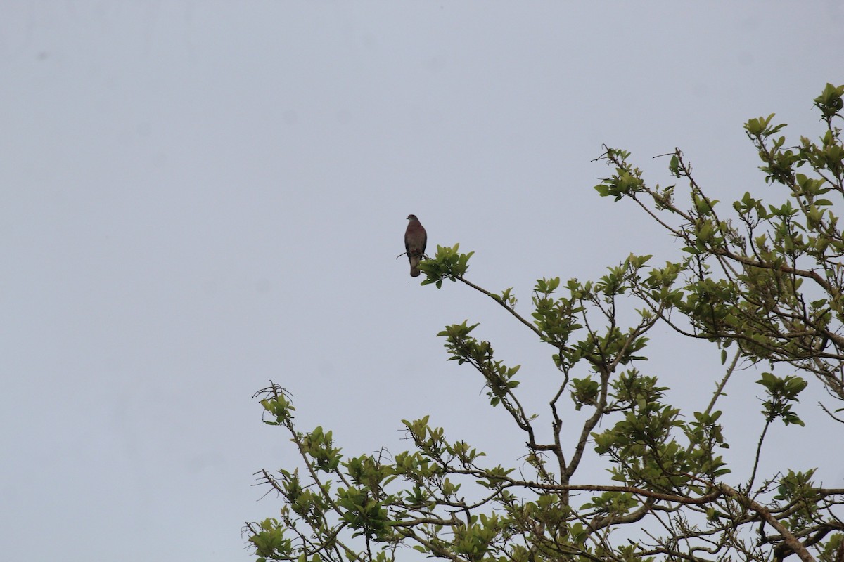 Pale-vented Pigeon - Jessenia Mora