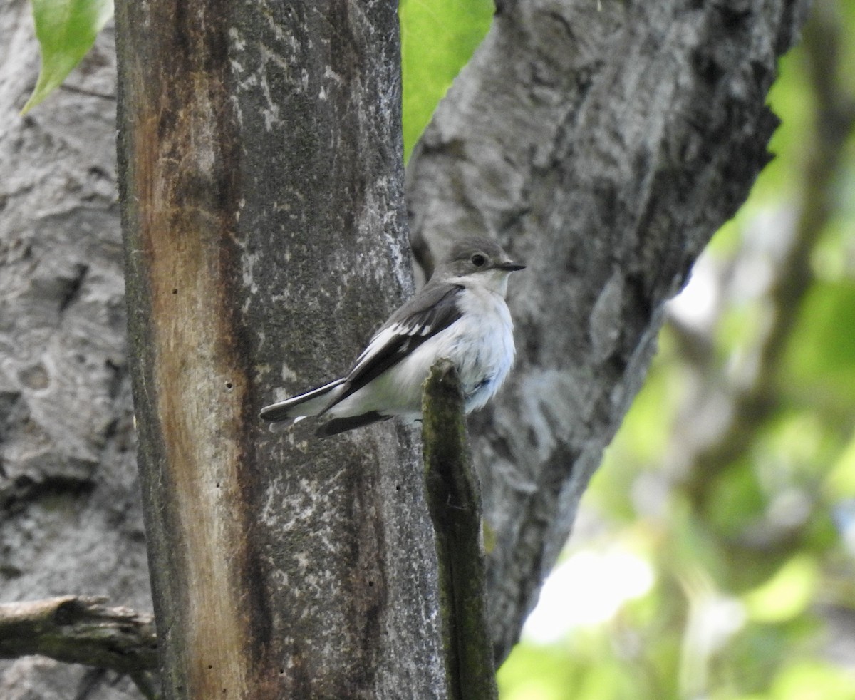 Collared Flycatcher - Jonathan  Dean