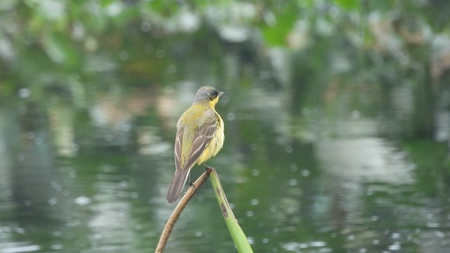 Eastern Yellow Wagtail - ML618953404