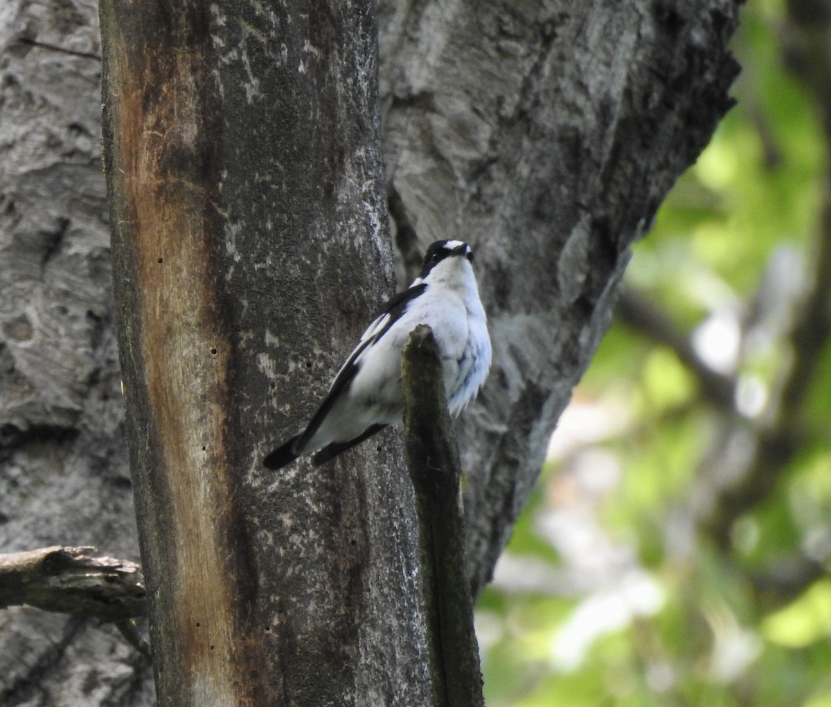 Collared Flycatcher - Jonathan  Dean