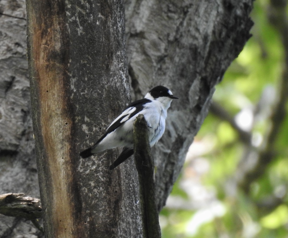 Collared Flycatcher - Jonathan  Dean