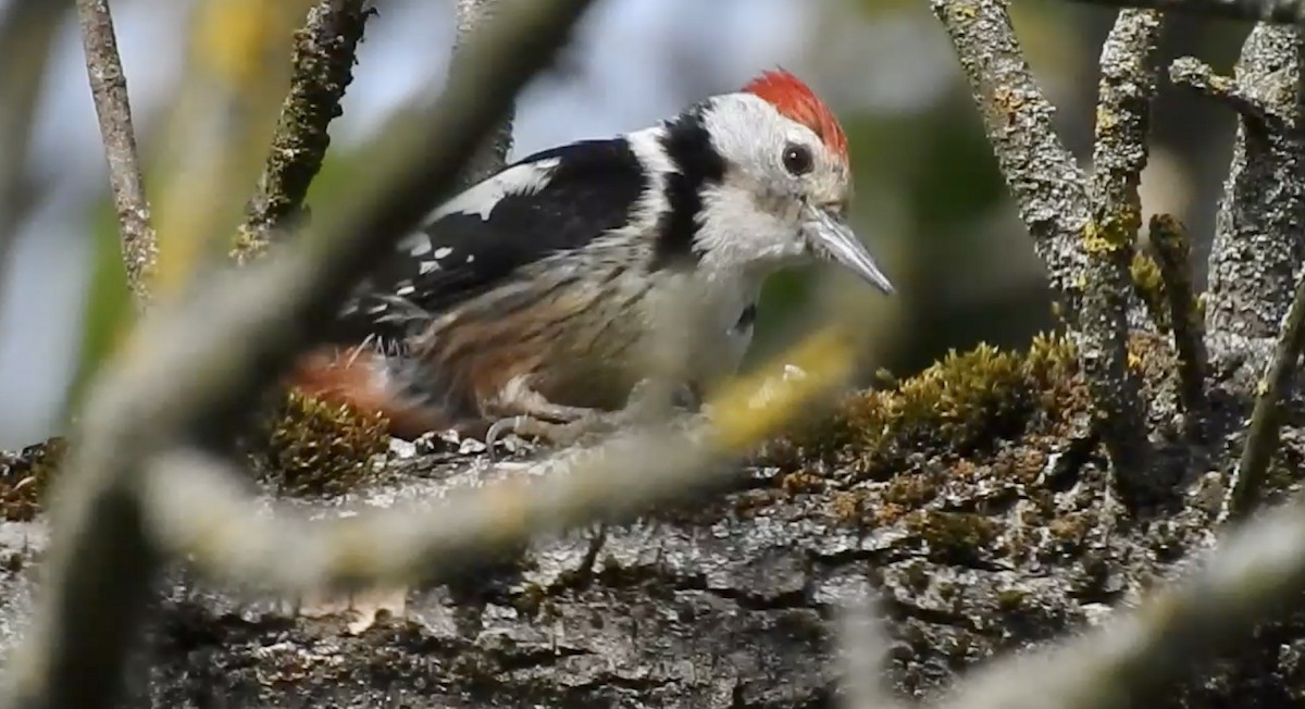 Middle Spotted Woodpecker - Jonathan  Dean