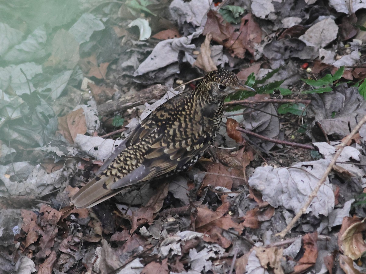 White's Thrush - ML618953423