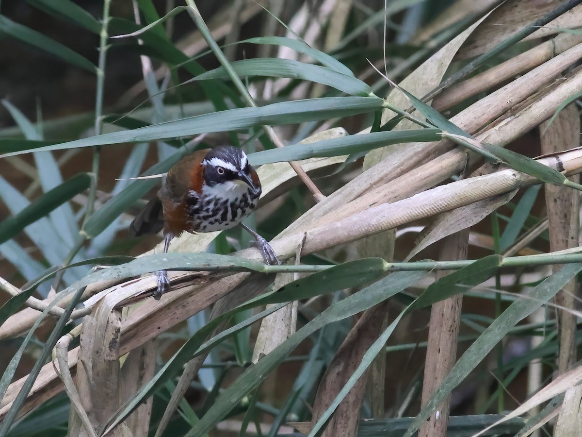 Taiwan Scimitar-Babbler - Toby Austin