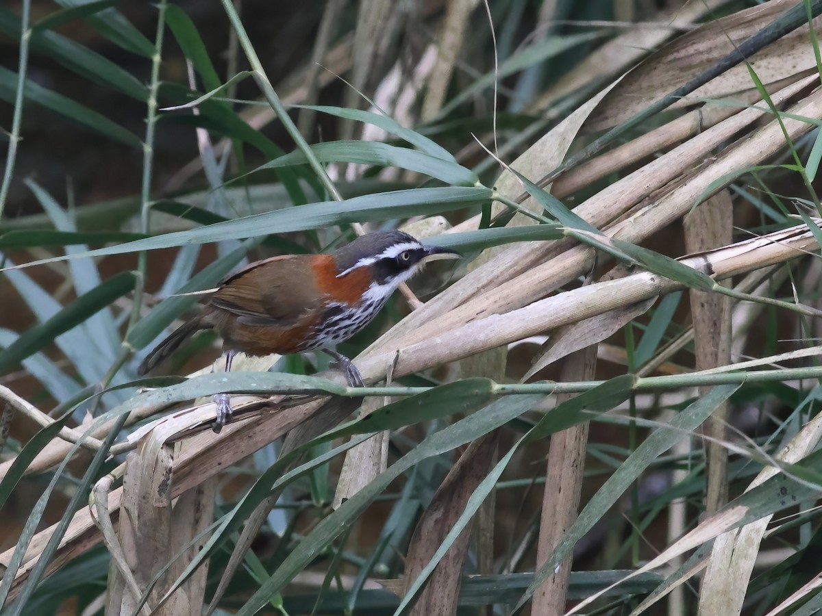 Taiwan Scimitar-Babbler - Toby Austin