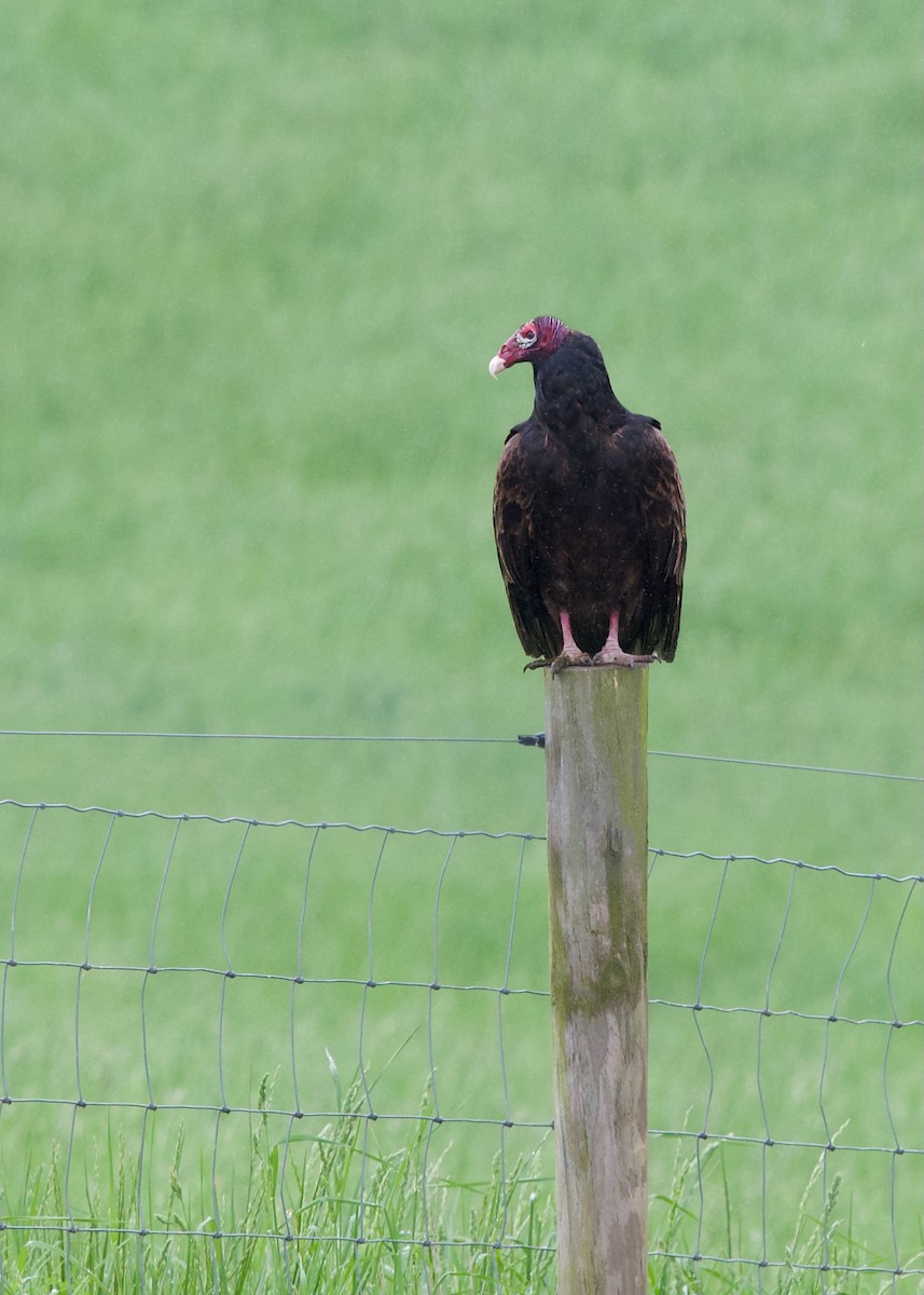 Turkey Vulture - Jon Cefus