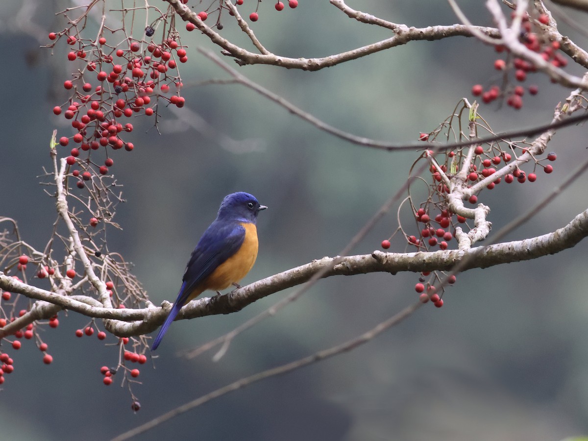 Taiwan Vivid Niltava - Toby Austin