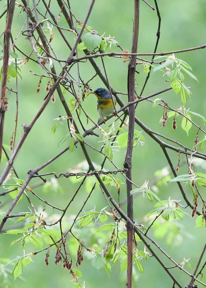 Northern Parula - Jon Cefus