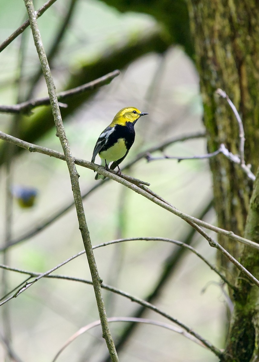 Black-throated Green Warbler - Jon Cefus