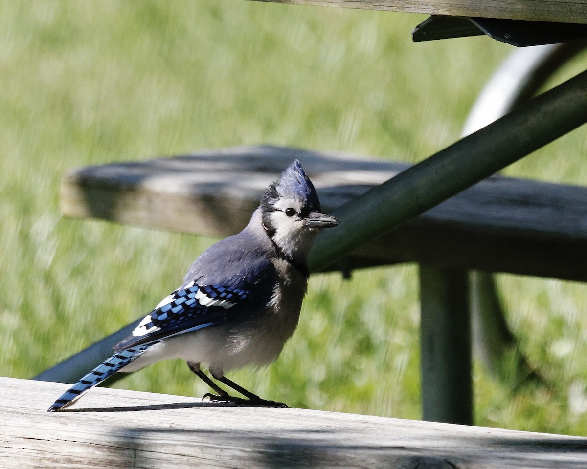 Blue Jay - Cate Hopkinson