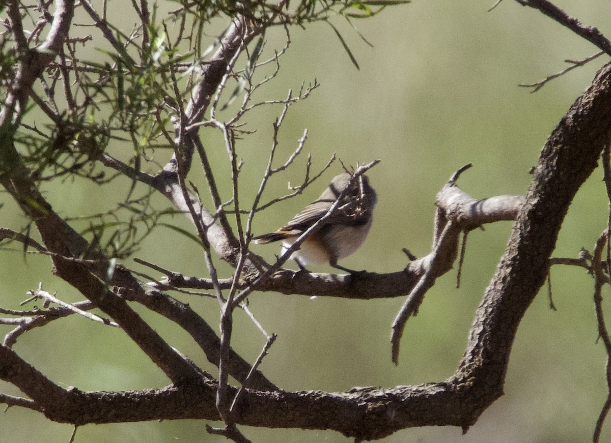 Chestnut-rumped Thornbill - Yvonne van Netten