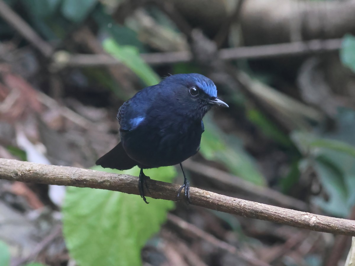 White-tailed Robin - Toby Austin