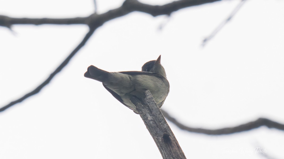 Eastern Wood-Pewee - Tianshuo Wang