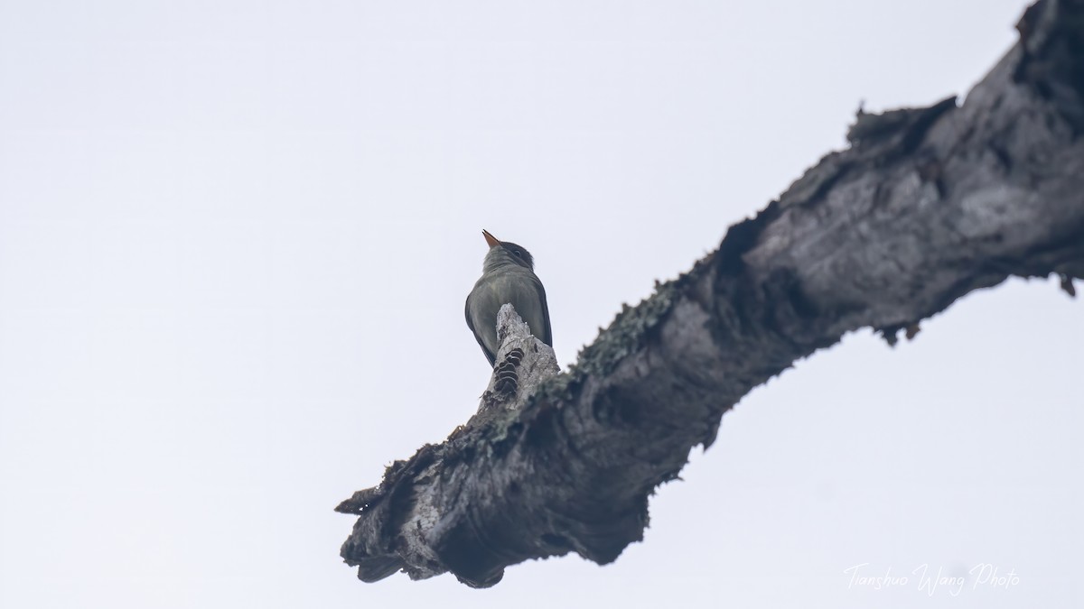 Eastern Wood-Pewee - Tianshuo Wang