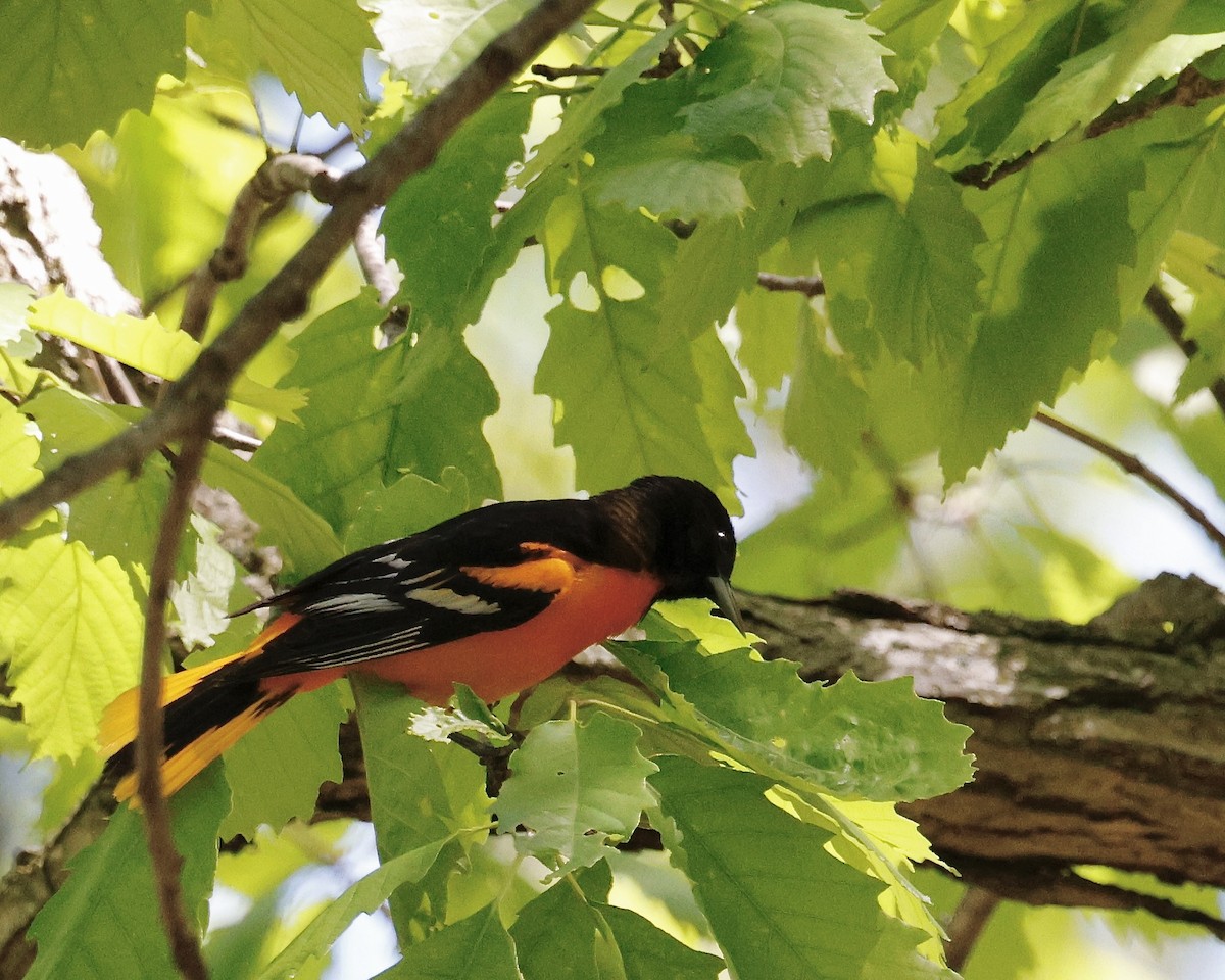 Baltimore Oriole - Cate Hopkinson