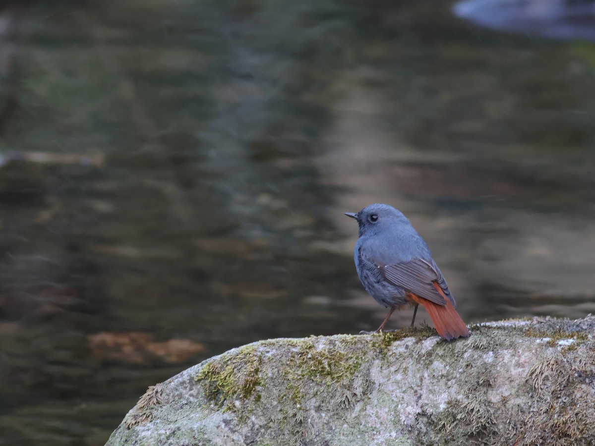 Plumbeous Redstart - Toby Austin