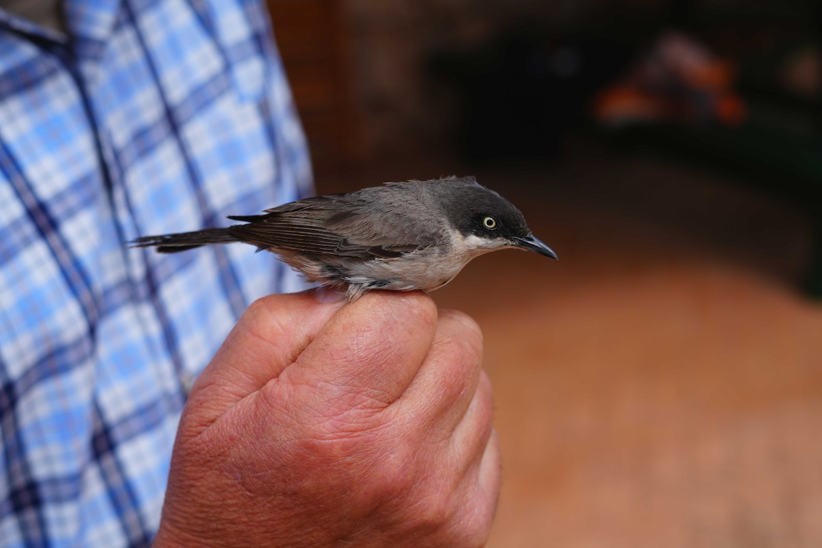 Western Orphean Warbler - Victoriano Mora Morillo