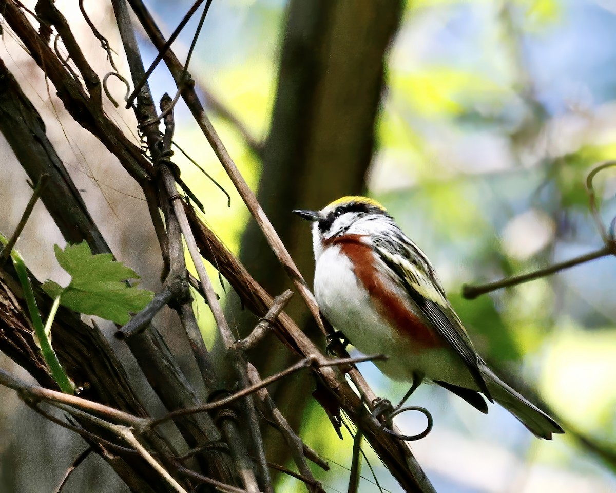 Chestnut-sided Warbler - Cate Hopkinson