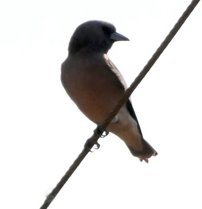 Ashy Woodswallow - Nanda Ramesh